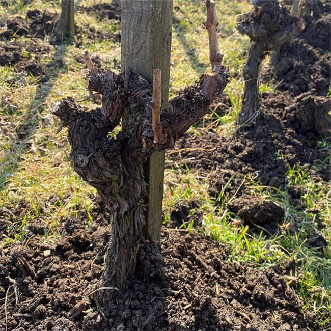 Blaufränkisch Hochberc 2020 0.75 l