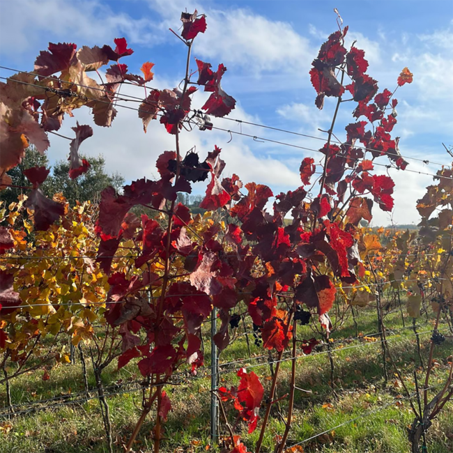 Grüner Veltliner Dornenvogel Carnuntum DAC 2024 0.75 l