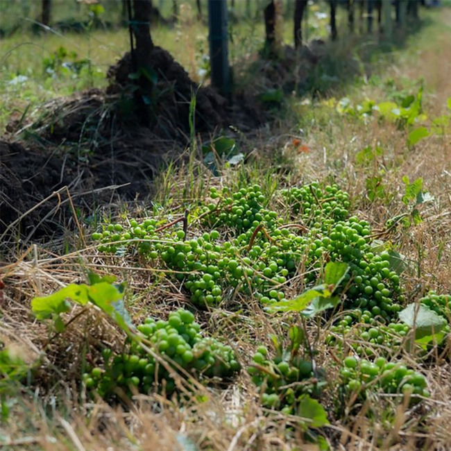 Grüner Veltliner Dornenvogel Carnuntum DAC 2024 0.75 l