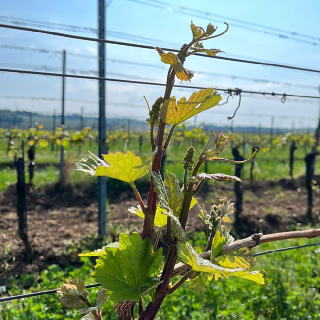 Gotinsprun 2017 0.75 l