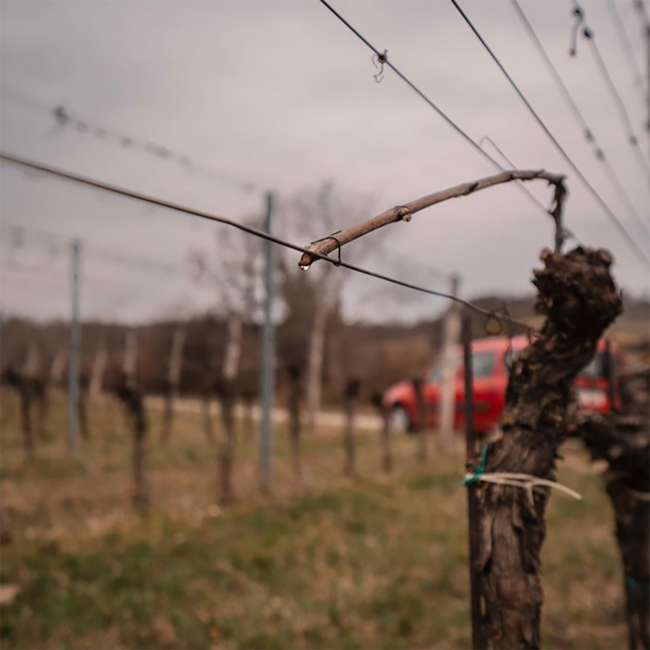 St. Laurent 2022 0.75 l