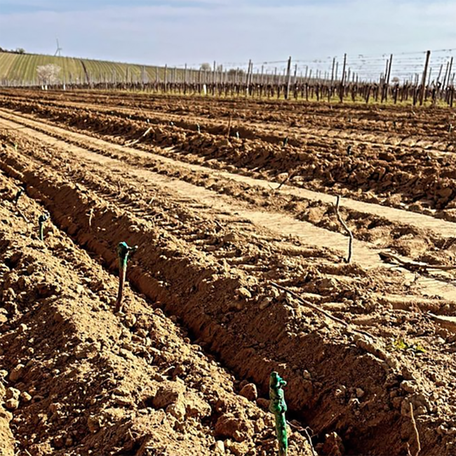 Zweigelt Carnuntum DAC 2022 0.75 l