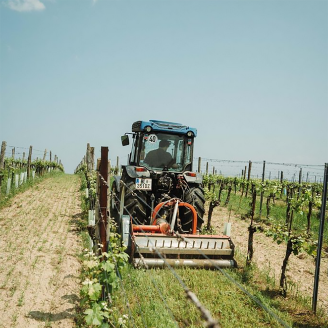 Sauvignon Blanc 2024 0.75 l