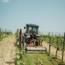Sauvignon Blanc 2025 0.75 l