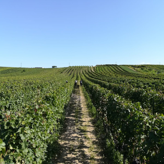 St. Laurent Ried Herrschaftswald 2023 0.75 l