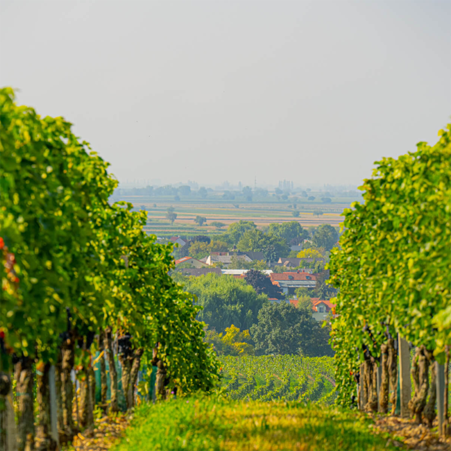 Zweigelt Neusiedlersee DAC 2024 0.75 l