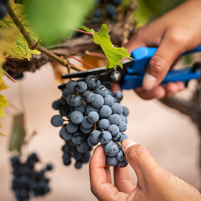 Altura Cabernet Franc 2022 0.75 l