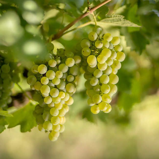 Torrontés Colección Varietales 2024 0.75 l