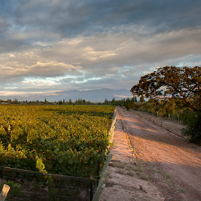 Malbec Reserva 2023 0.75 l