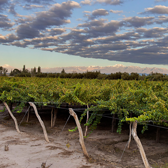 Cabernet Sauvignon Barrel Select 2024 0.75 l