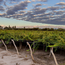 Cabernet Sauvignon Barrel Select 2024 0.75 l