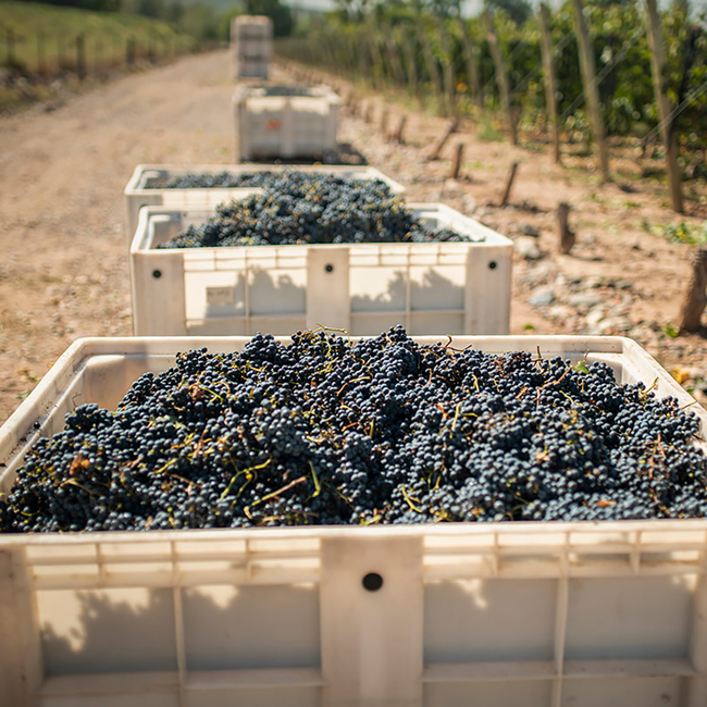 Malbec Barrel Select 2024 0.75 l