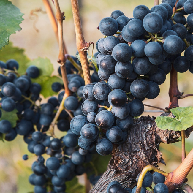 Blaufränkisch Goldberg Leithaberg DAC 2015 0.75 l