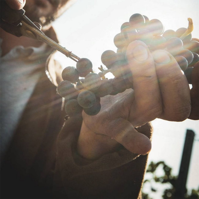 Schützner Stein Merlot 2021 0.75 l
