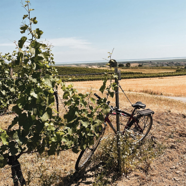 Rosé vom Stein 2025 0.75 l