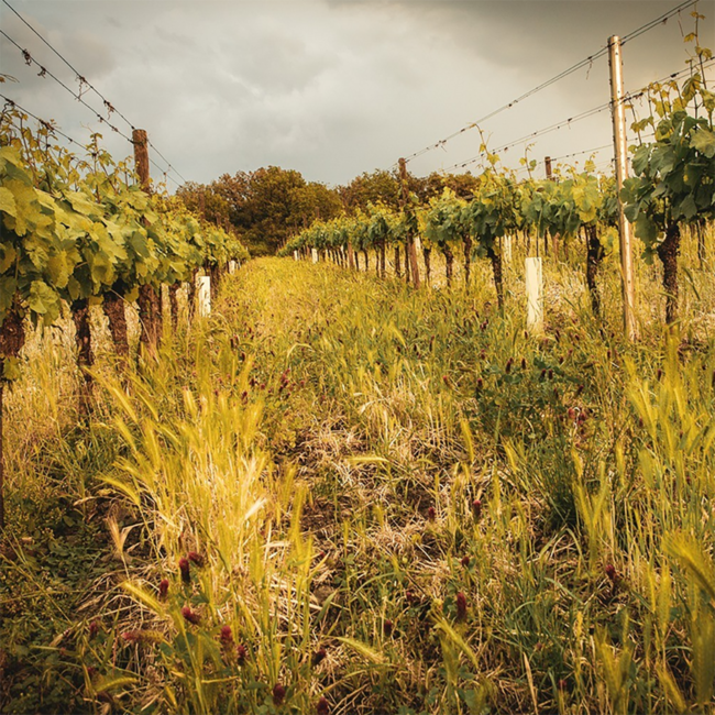 Pinot Blanc Alte Reben Leithaberg DAC 2022 0.75 l