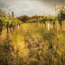 Pinot Blanc Alte Reben Leithaberg DAC 2023 0.75 l