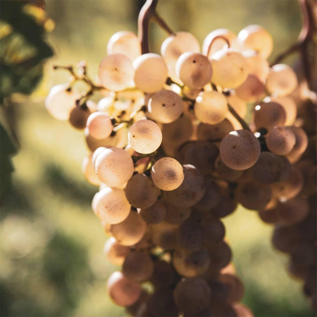 Pinot Blanc Alte Reben Leithaberg DAC 2022 0.75 l