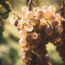 Pinot Blanc Alte Reben Leithaberg DAC 2023 0.75 l