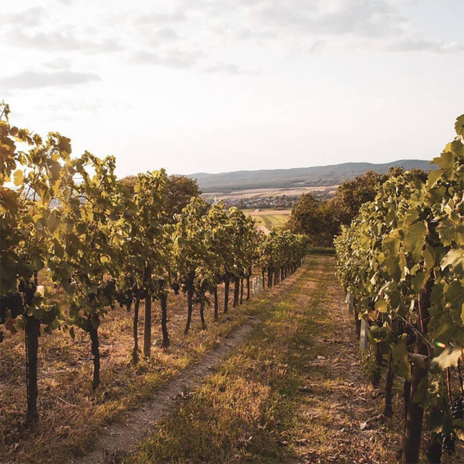 Chardonnay Schützen am Gebirge Sinner 2025 0.75 l