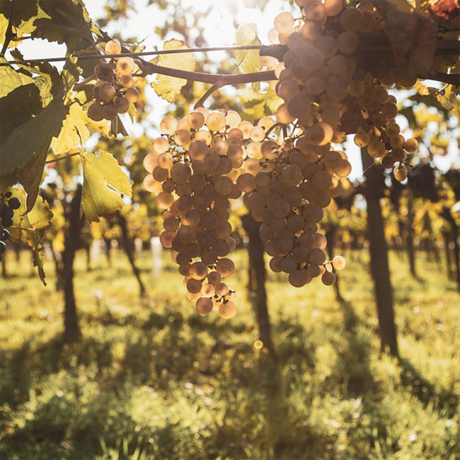 Pinot Blanc Weissburgunder Ried Seeberg Bio 2024 0.75 l