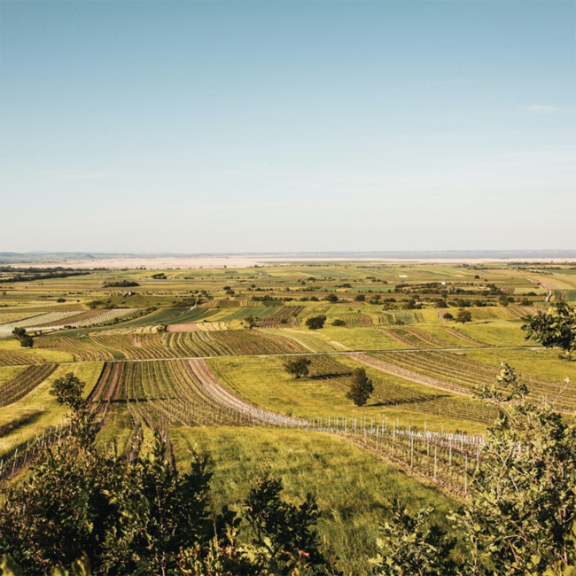 Pinot Blanc Weissburgunder Ried Seeberg Bio 2024 0.75 l