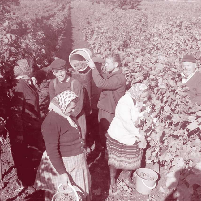 Blaufränkisch Oggau Johanneshöhe 2023 0.75 l