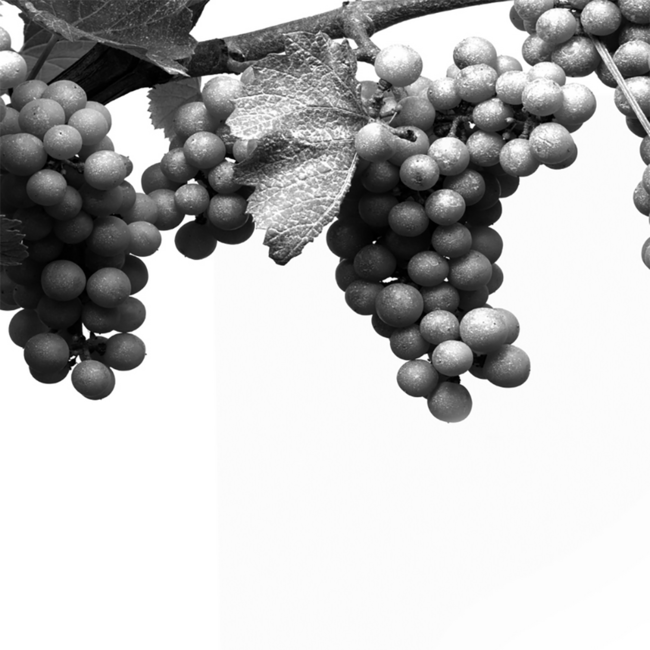 Riserva Lunelli Trento DOC Extra Brut 2015 0.75 l 12.5 % vol