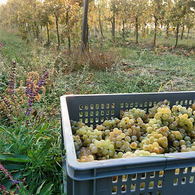 Riesling Ried Loiserberg 1ÖTW 2022 0.75 l