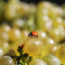 Riesling Belle Fleur 2020 0.75 l