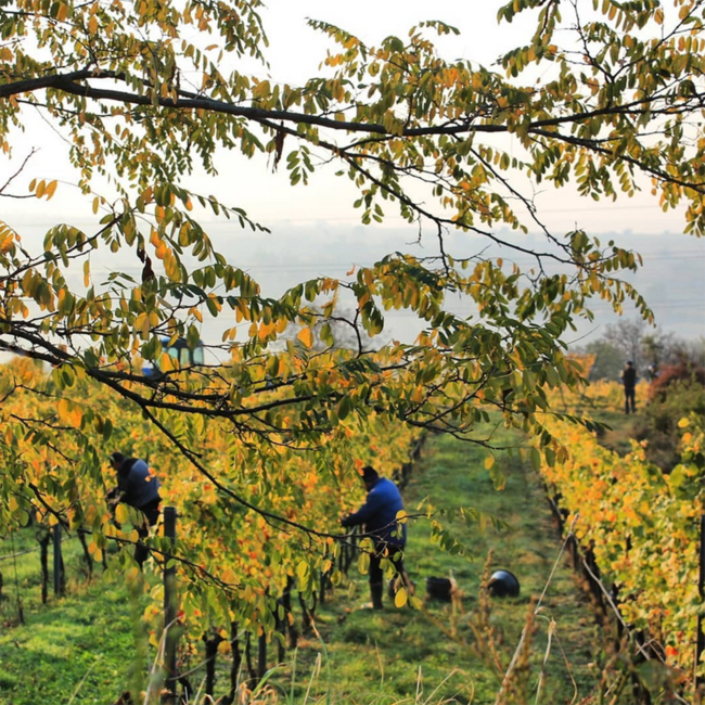 Grüner Veltliner Schenkenbichl 1ÖTW DAC Reserve 2018 0.75 l