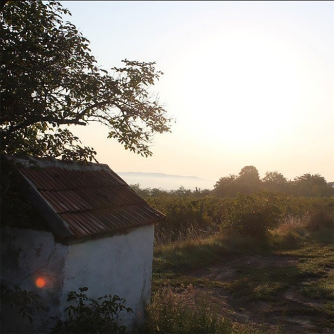 Grüner Veltliner Caractère 2022 0.75 l