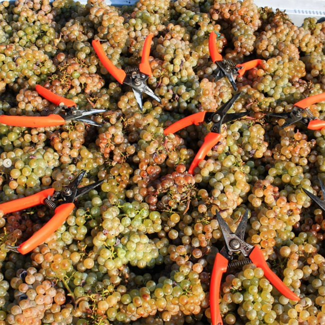 Grüner Veltliner Caractère 2022 0.75 l