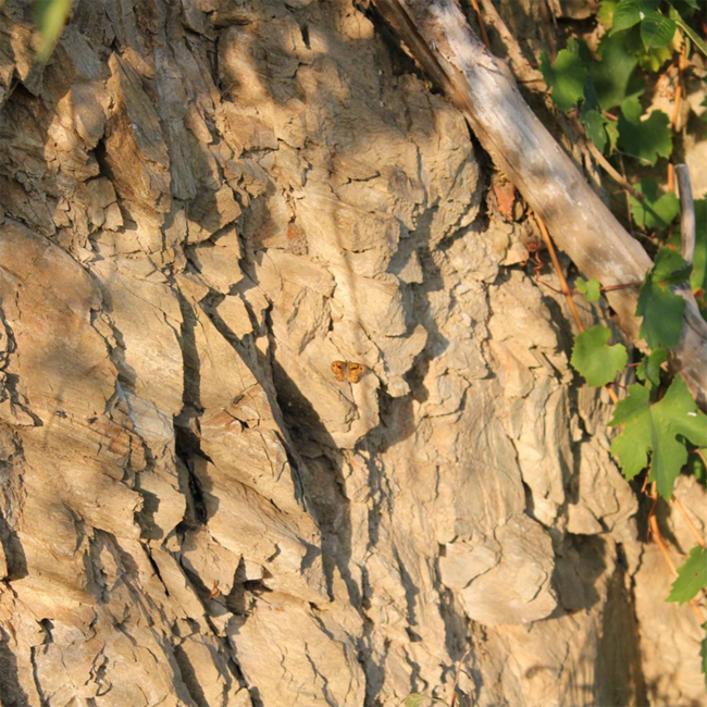 Riesling Seeberg 1ÖTW DAC Reserve 2018 0.75 l