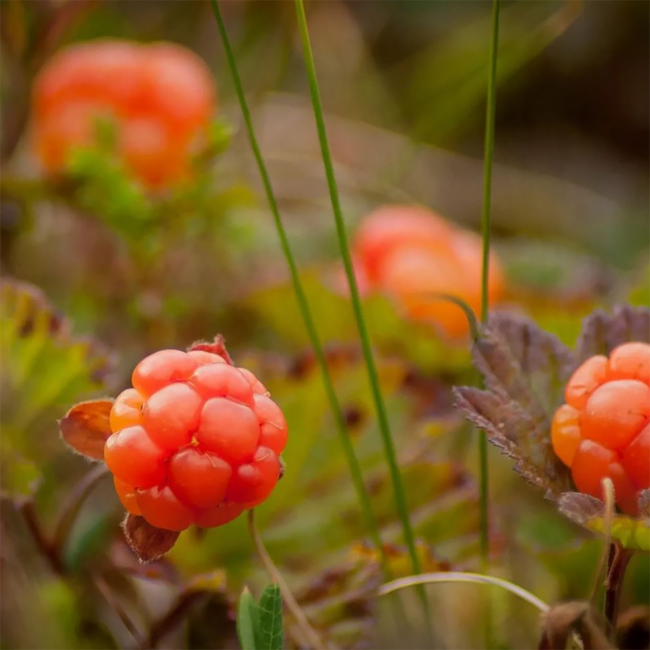 Loimu Glögi White Edition Glühwein 0.75 l 15% vol