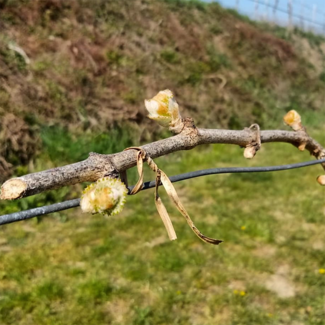 Grüner Veltliner Schenkenbichl 1ÖTW DAC Reserve 2018 0.75 l