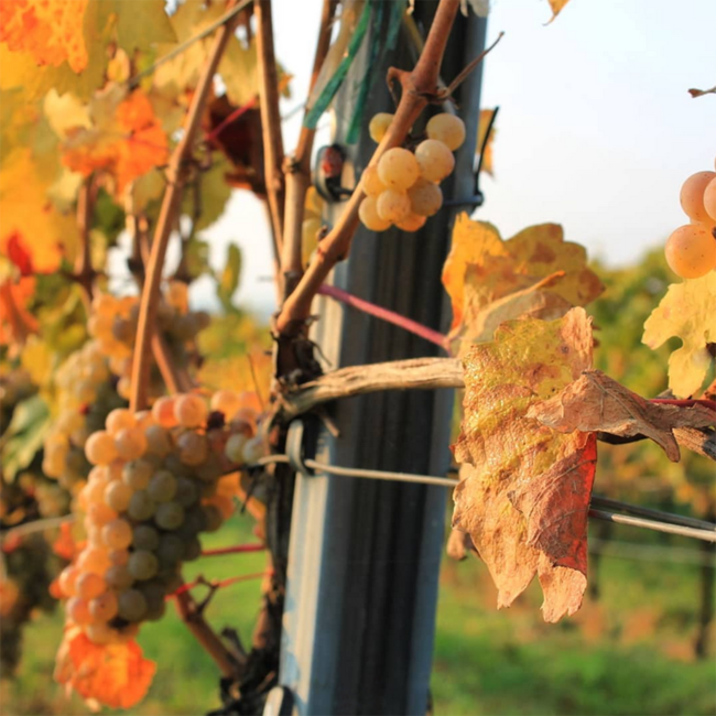 Riesling Steinmassl 1ÖTW DAC Reserve 2018 0.75 l