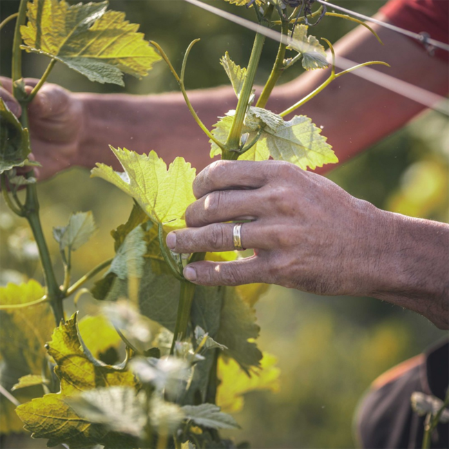 Arneis Langhe DOC 2024 0.75 l