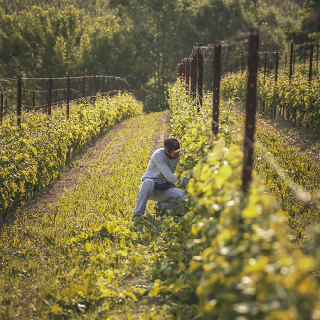 Arneis Langhe DOC 2024 0.75 l