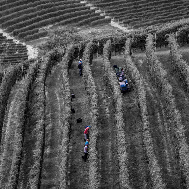 Barolo DOCG 2019 0.75 l