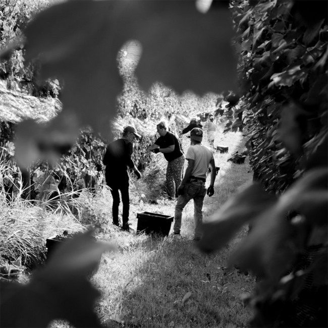 Barolo DOCG 2019 0.75 l