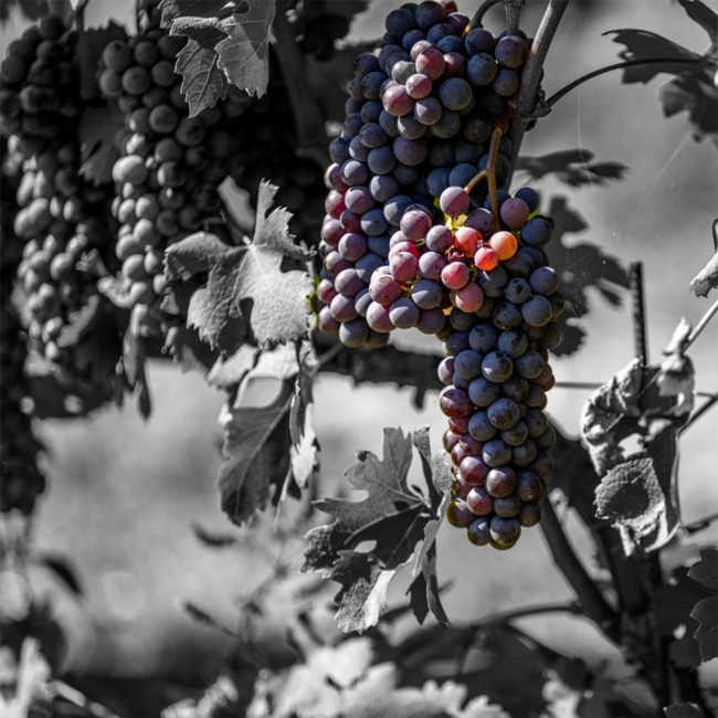 Barolo DOCG 2019 0.75 l