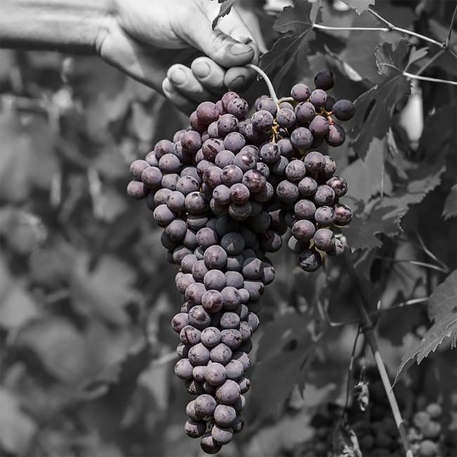 Dolcetto d'Alba DOC 2024 0.75 l