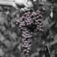 Dolcetto d'Alba DOC 2024 0.75 l