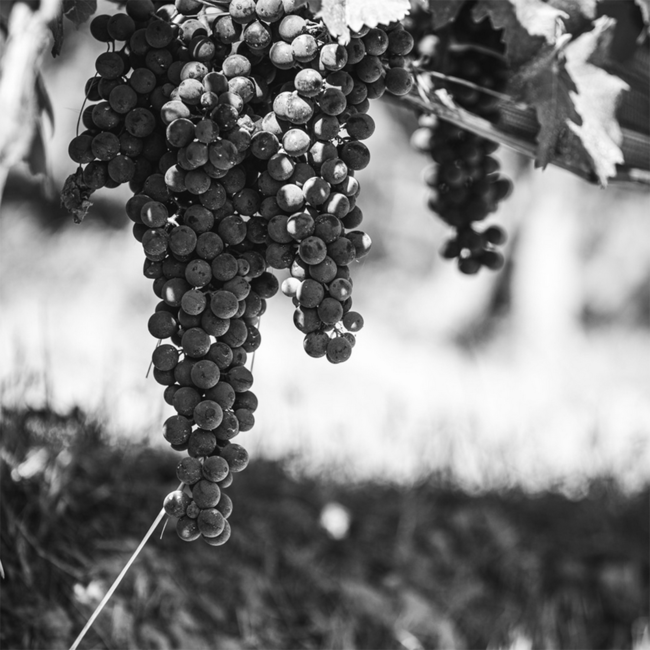 Bansella Barbera Nizza DOCG 2022 0.75 l