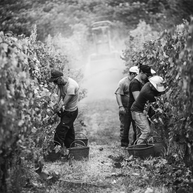 Bric Turot Barbaresco DOCG 2022 0.75 l