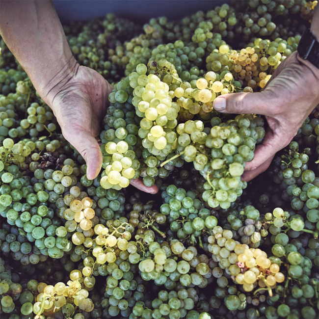 Grauburgunder Straden Vulkanland DAC 2024 0.75 l