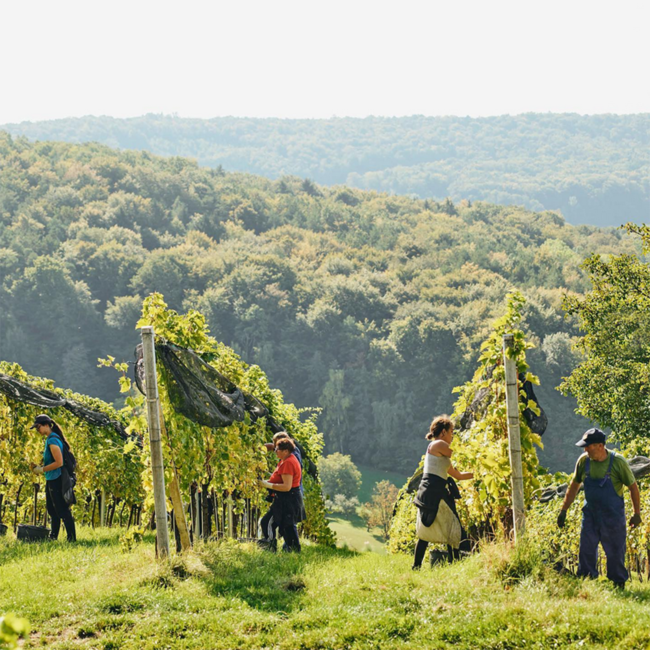 Sauvignon Blanc Straden DAC 2024 0.75 l