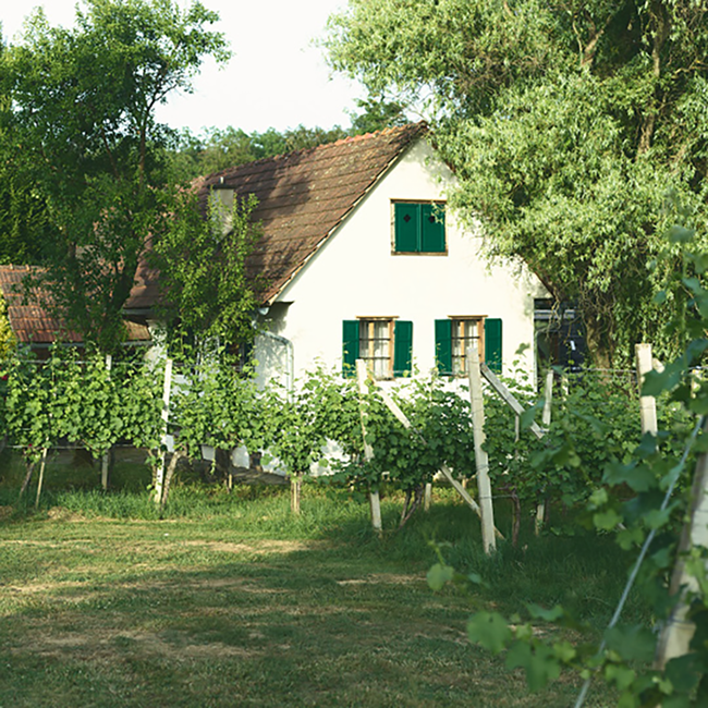 Weißburgunder Vulkanland 2025 0.75 l