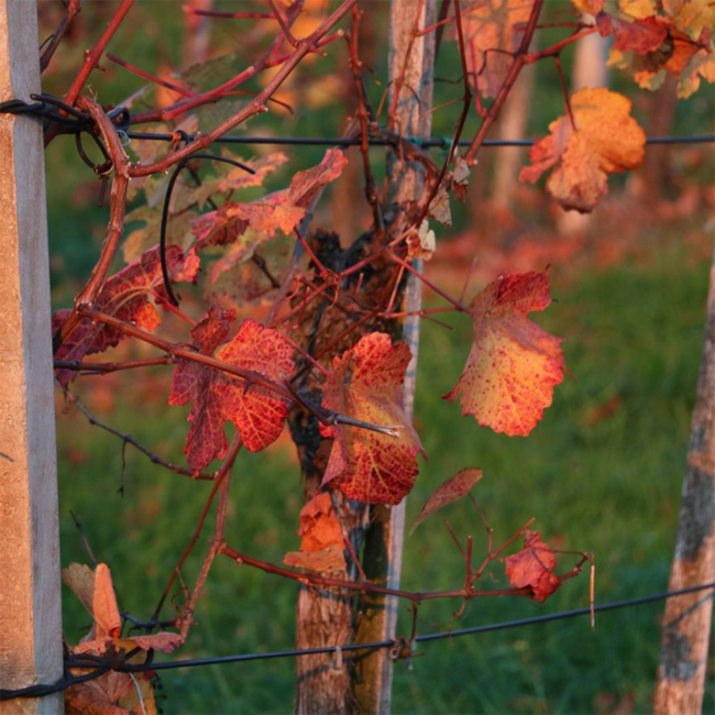 Welschriesling Vulkanland 2024 0.75 l